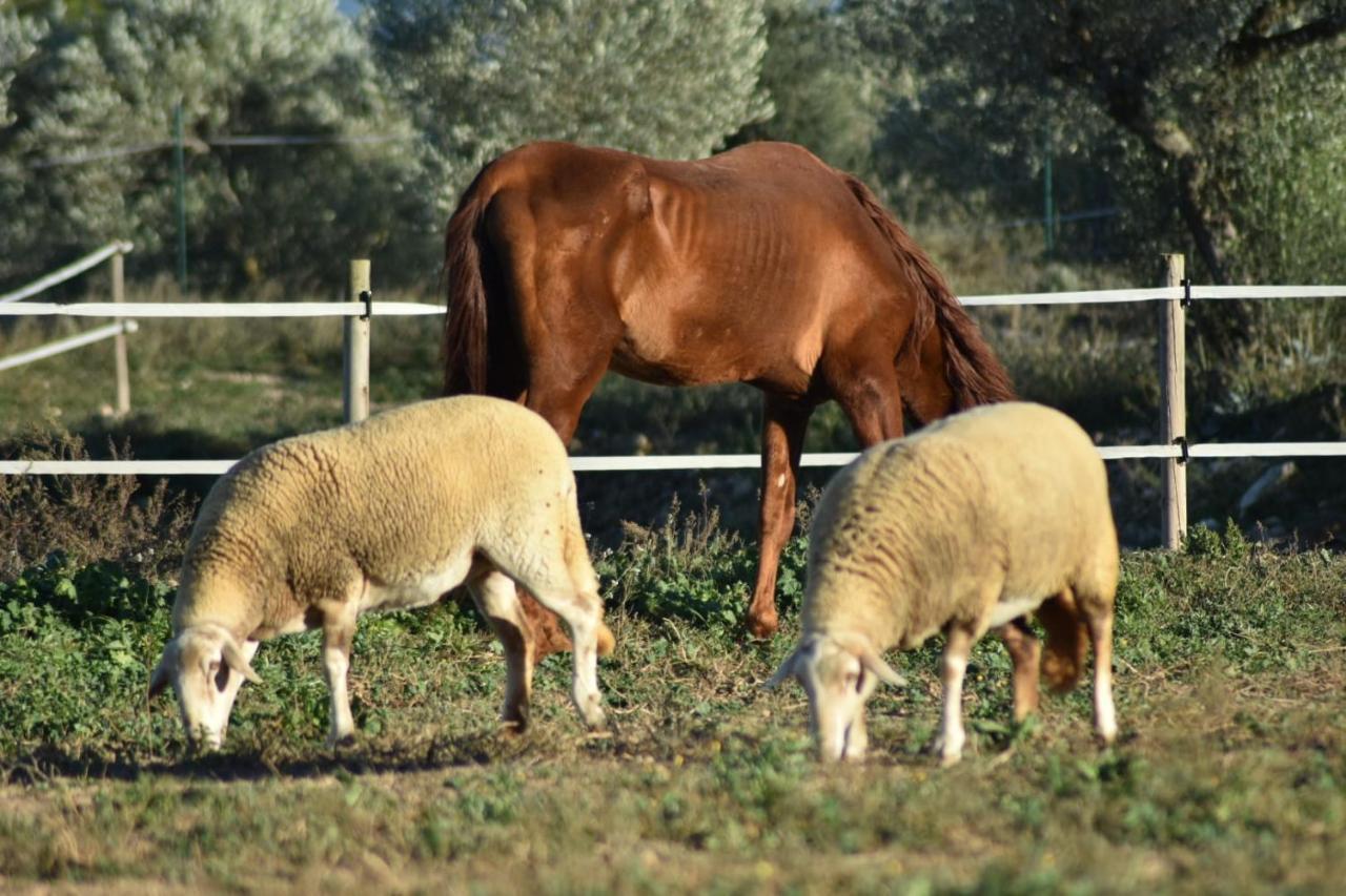 Casa Con Vistas, Piscina Y Animales De Granja, La Caseta تاراغونا المظهر الخارجي الصورة