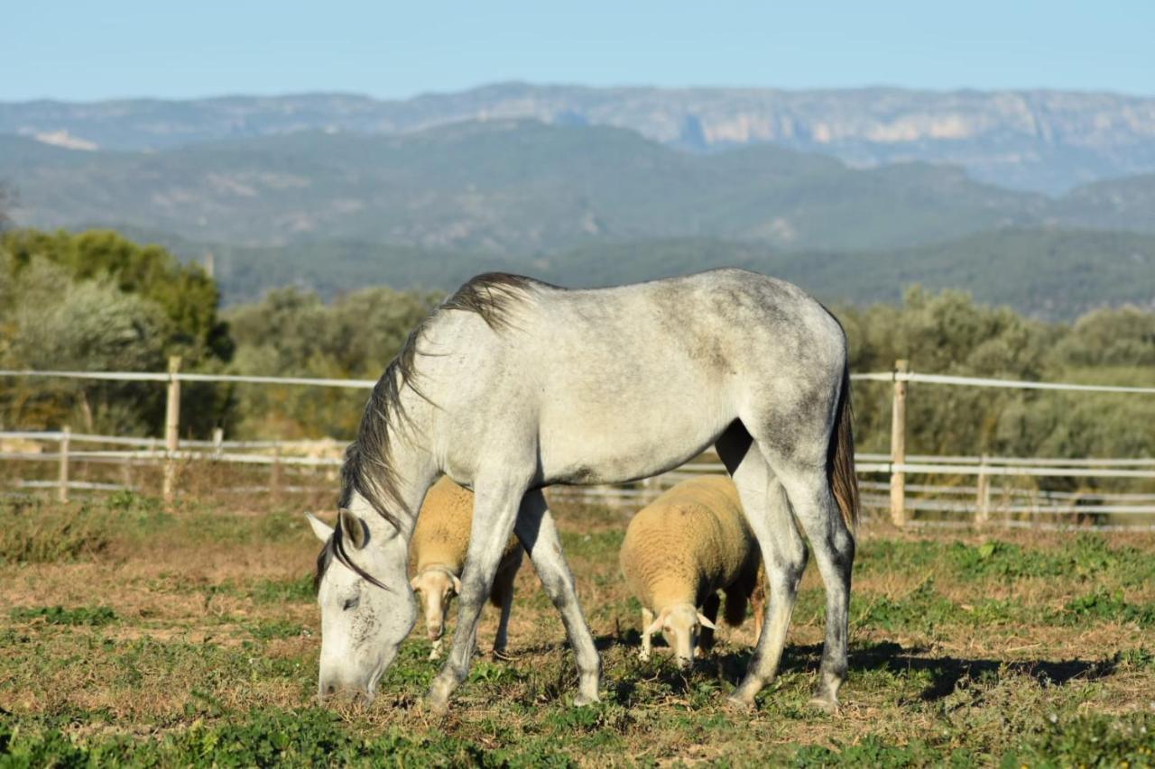 Casa Con Vistas, Piscina Y Animales De Granja, La Caseta تاراغونا المظهر الخارجي الصورة